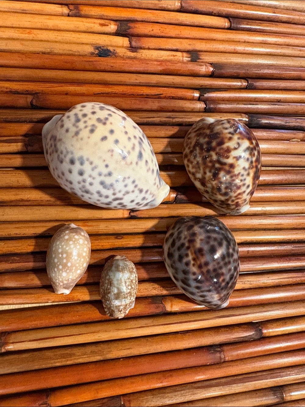 Natural Decorative Real Seashells Cowrie Shells - Assorted Brown and Cream Tones